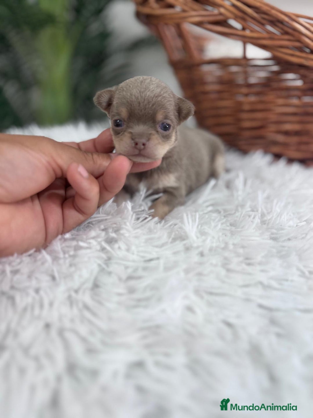 Chihuahua perros en venta: CHIHUAHU LILAC AND TAN - Imagen 14