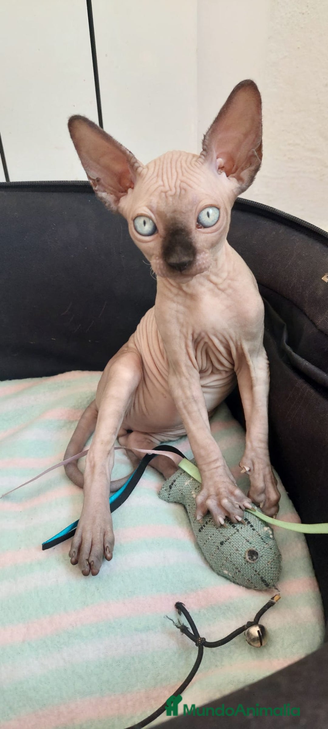 Sphynx gatos en venta: Precioso machito ojos claros  - Imagen 2