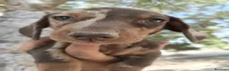 Teckel perros en venta: Teckels exclusivos - Anuncio 7