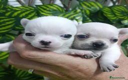Chihuahua perros en venta: Lindos chihuahuas Toy  - Imagen 5