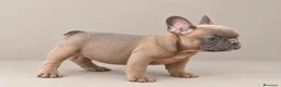 Bulldog Francés perros en venta: Cachorra de Bulldog Frances  - Anuncio 2