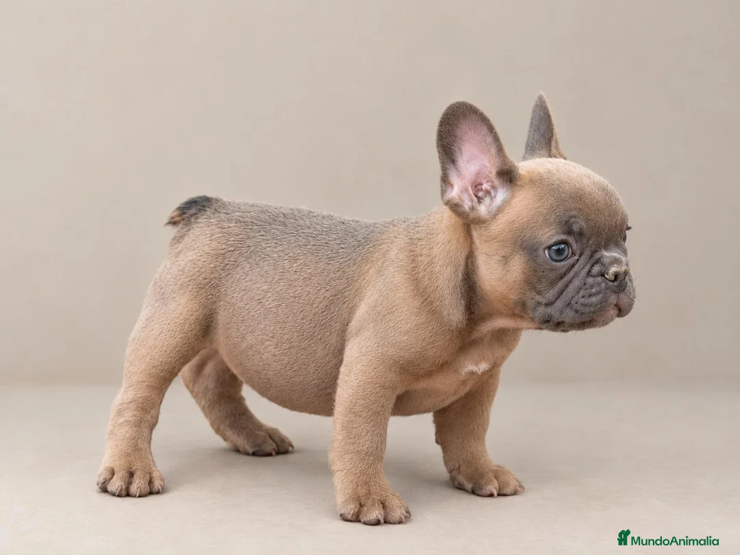 Bulldog Francés perros en venta: Cachorra de Bulldog Frances  - Anuncio 2