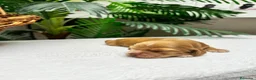 Cocker Spaniel Inglés perros en venta: COCKER SPANIEL INGLÉS HEMBRA - Anuncio 5