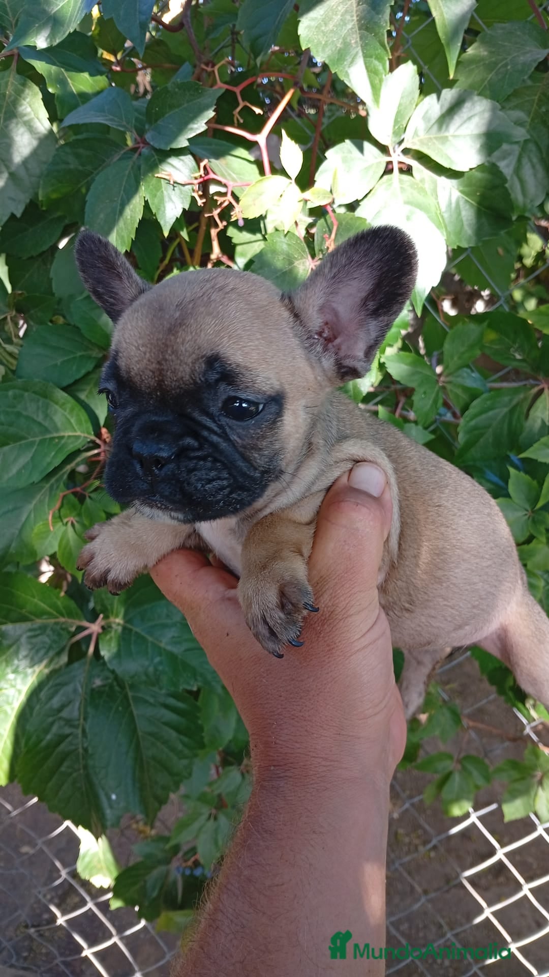 Bulldog Francés perros en venta: Bulldog Francés Hembra - Imagen 1