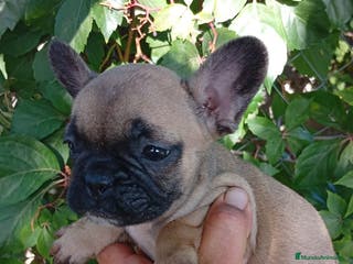 Bulldog Francés perros Bulldog Francés Hembra - Anuncio 13