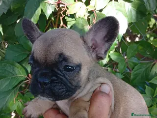 Bulldog Francés perros Bulldog Francés Hembra - Anuncio 19