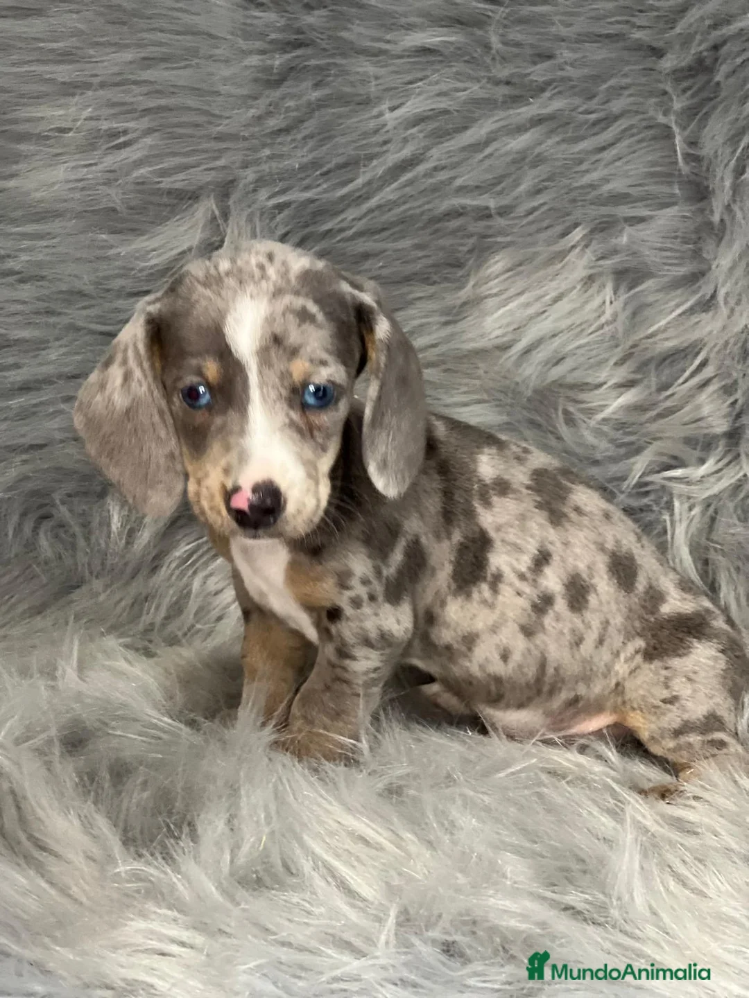 Teckel Miniatura perros en venta: TECKEL MINIATURA EXÓTICO OJOS AZULES en Barcelona - Anuncio 2