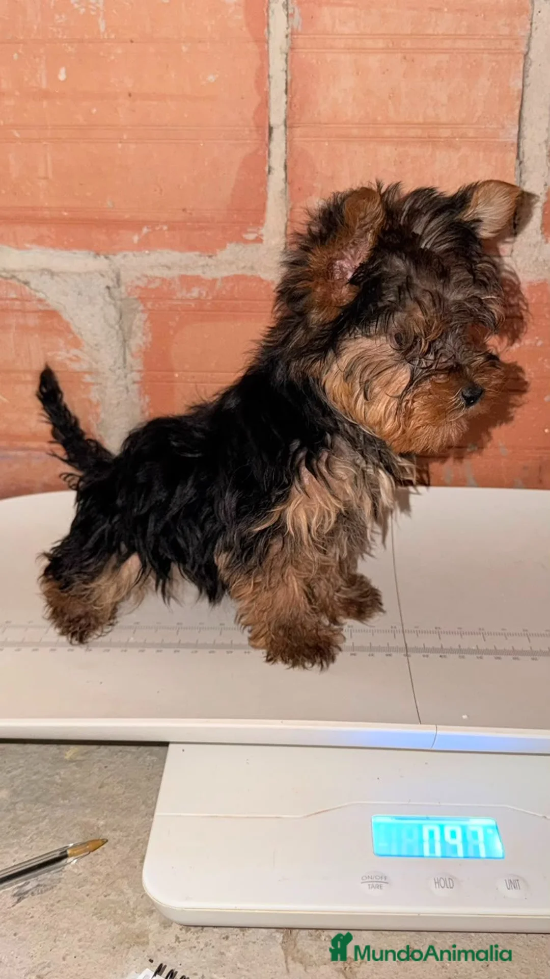Yorkshire Terrier perros en venta: Yorkshire terrier hembra - Anuncio 2