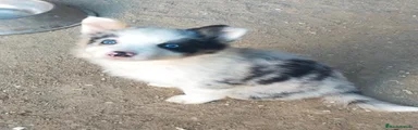 Border Collie 1