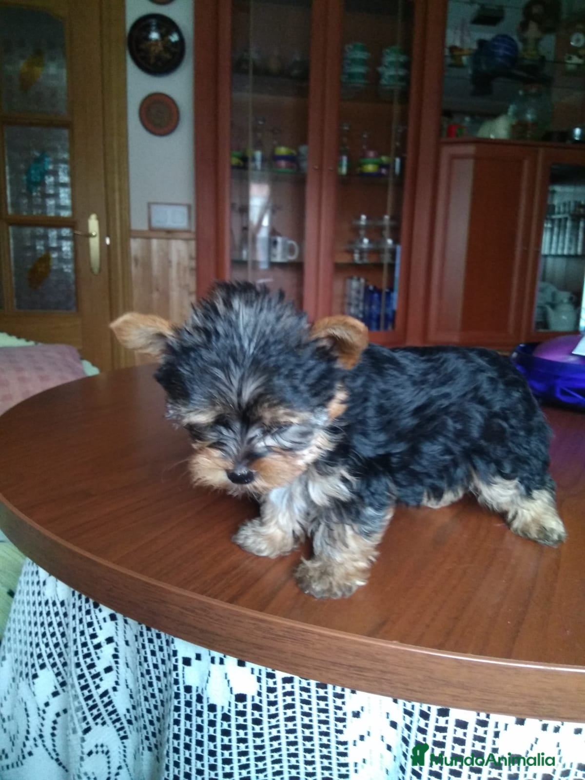 Yorkshire Terrier perros YORKSHIRE MINI  - Anuncio 1