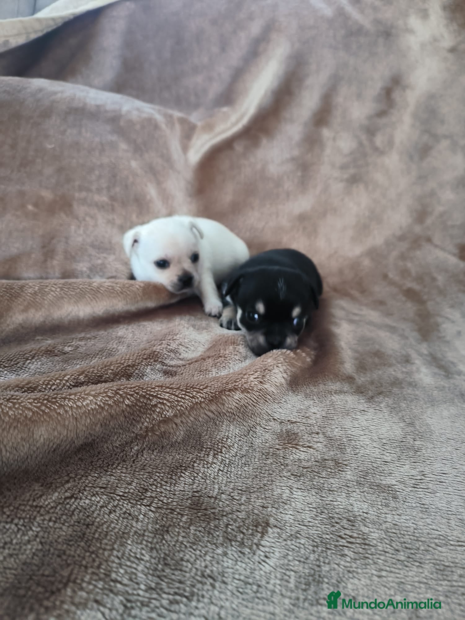 Chihuahua perros Chihuahuas toy - Anuncio 2