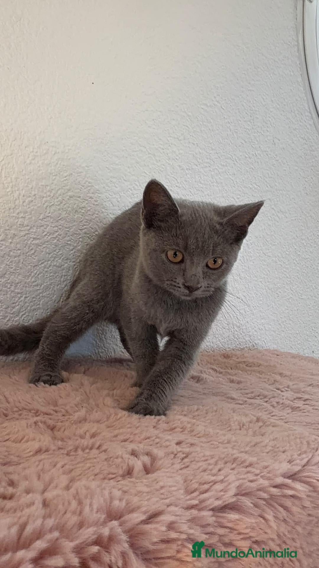 Raza Mixta gatos Ruso con British  - Anuncio 17