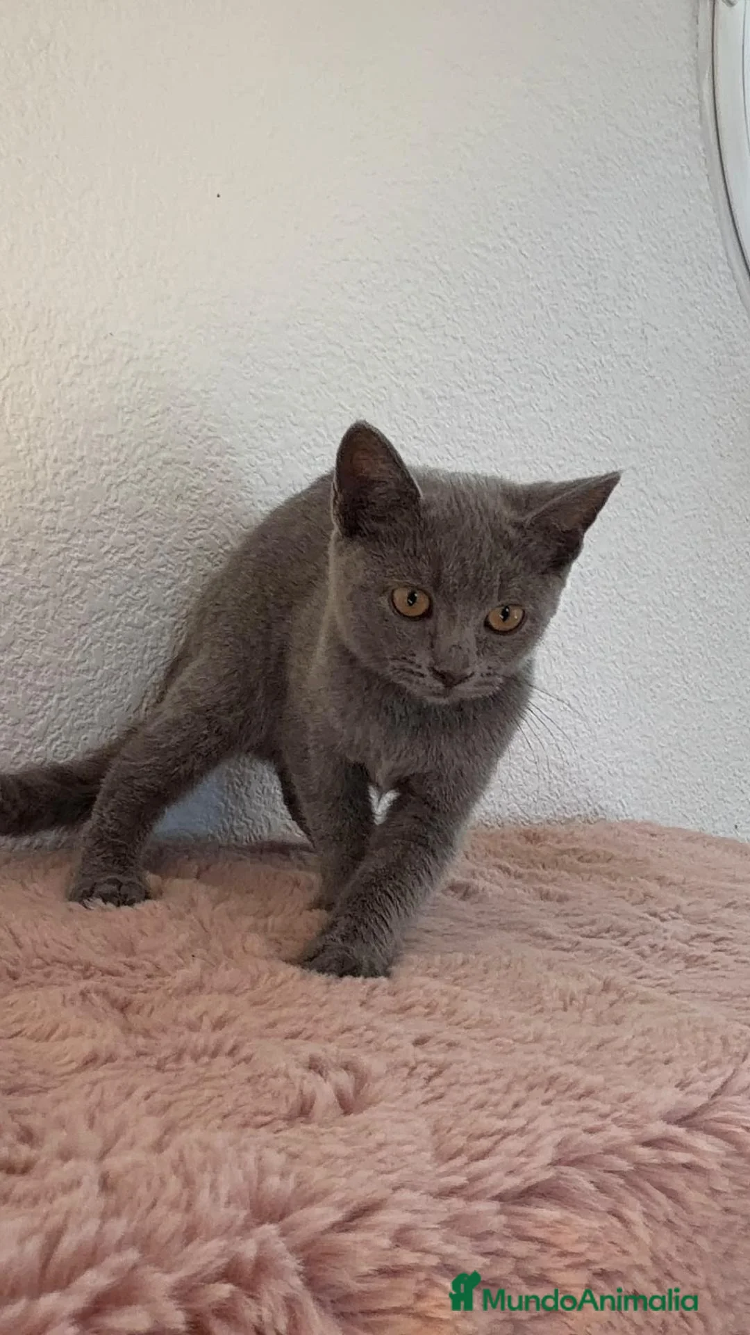 Raza Mixta gatos en venta: Ruso con British  - Anuncio 2