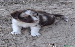 Border Collie perros en venta: Boder collie  - Imagen 2
