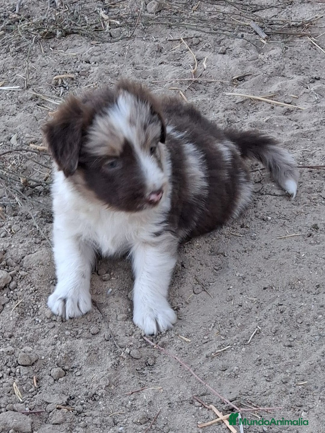 Border Collie perros en venta: Boder collie  - Imagen 2