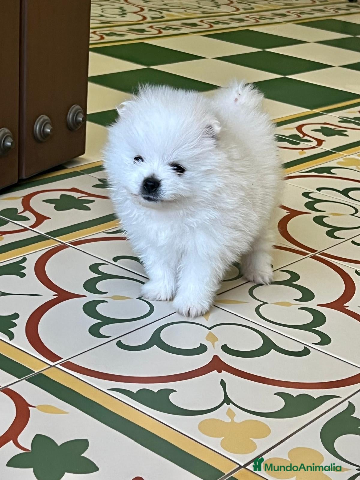 Pomerania perros POMERANEAS TOYS CALIDAD  - Anuncio 2