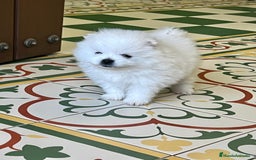 Pomerania perros en venta: POMERANEAS TOYS CALIDAD  - Imagen 2