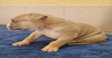 American Bully perros - Anuncio 8