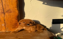 Caniche Toy perros en venta: Excelente camada Caniche Toy - Imagen 4