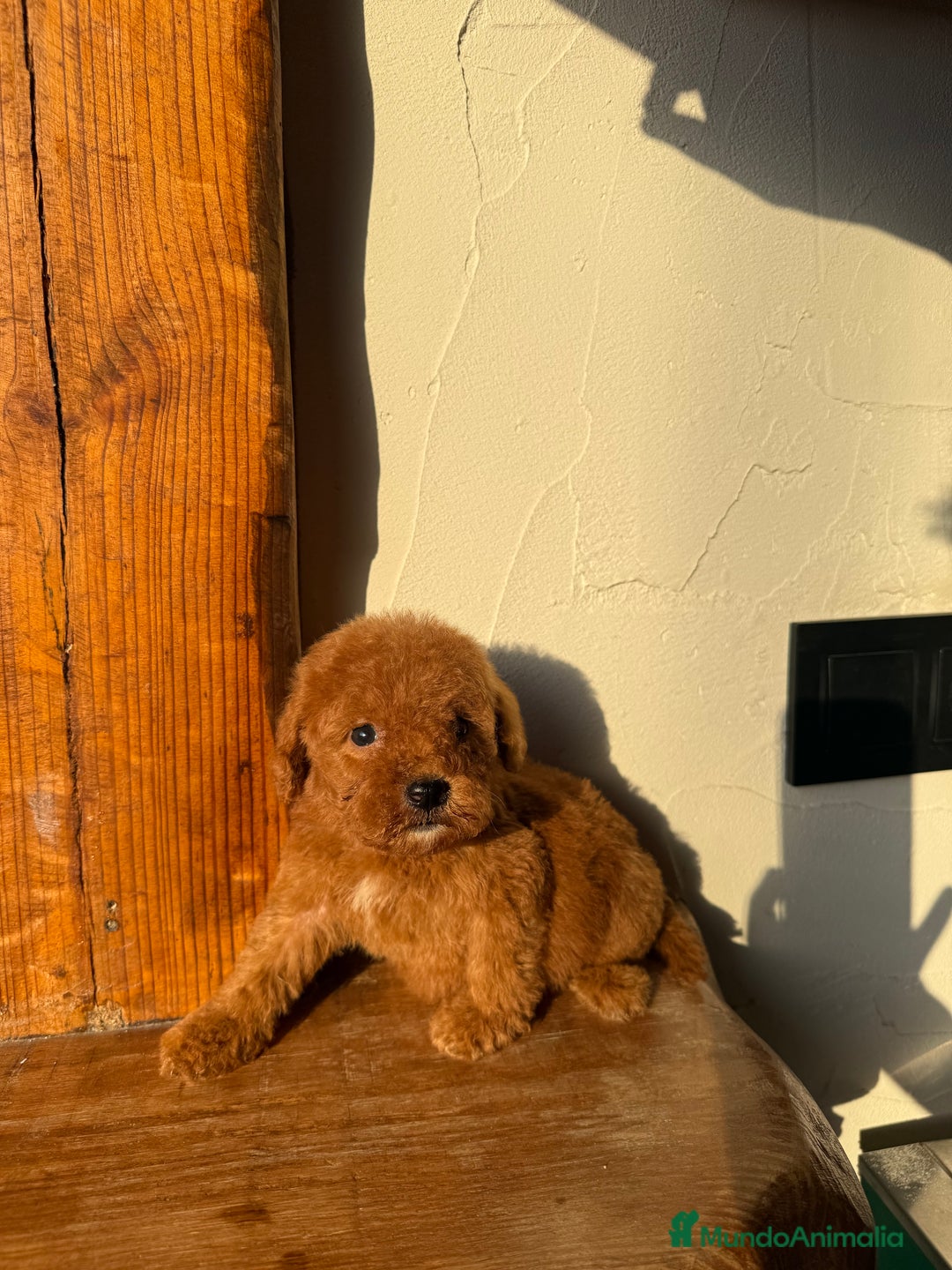 Caniche Toy perros en venta: Excelente camada Caniche Toy - Imagen 4