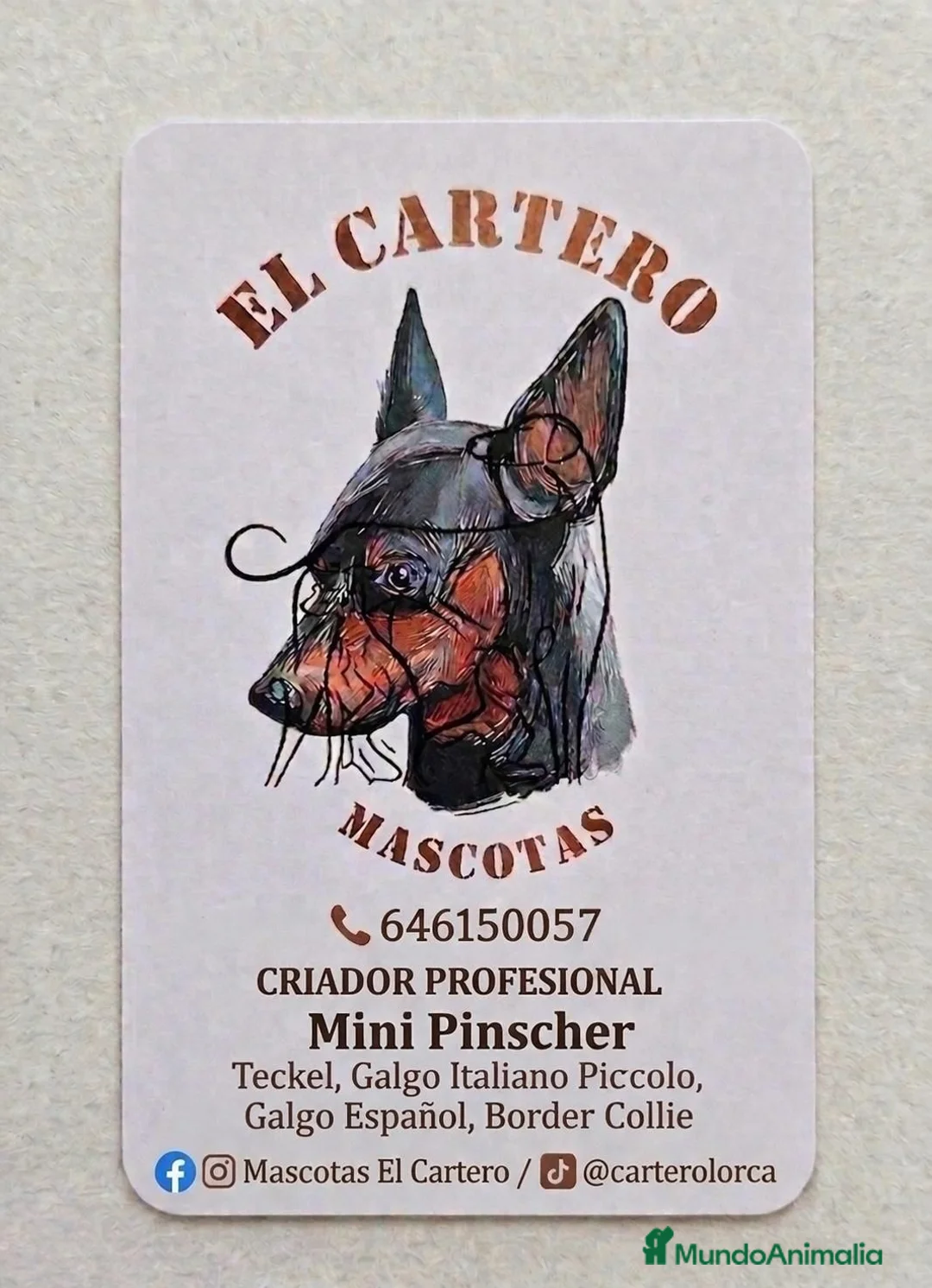 Galgo Español perros en venta: GALGO ESPAÑOL MACHO - Anuncio 8