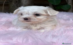 Bichón Maltés perros en venta: BICHÓN MALTES AMERICANO TOY - Imagen 7