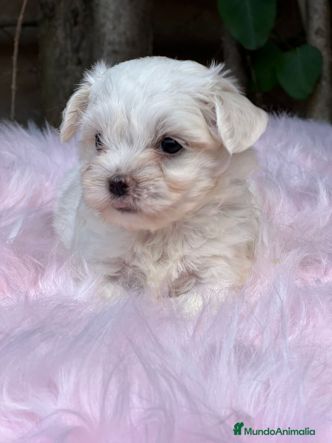 Bichón Maltés perros en venta: BICHÓN MALTES AMERICANO TOY - Imagen 7