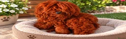 Caniche Toy perros en venta: Caniches toys 50% asiaticos con pedigree - Anuncio 7