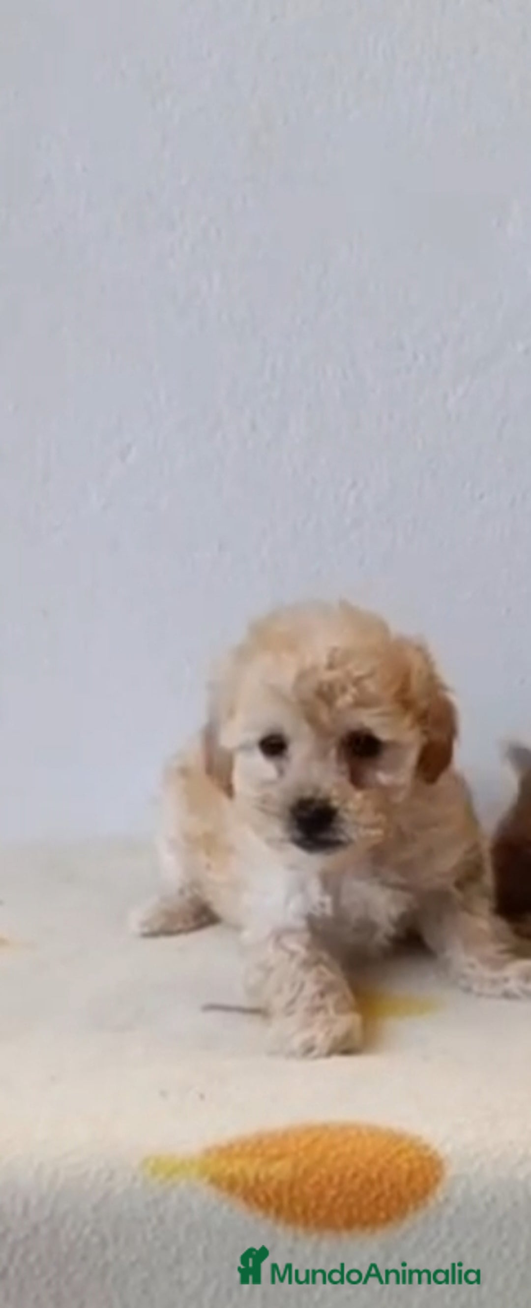 Caniche Toy perros en venta: Caniche toy  - Anuncio 8