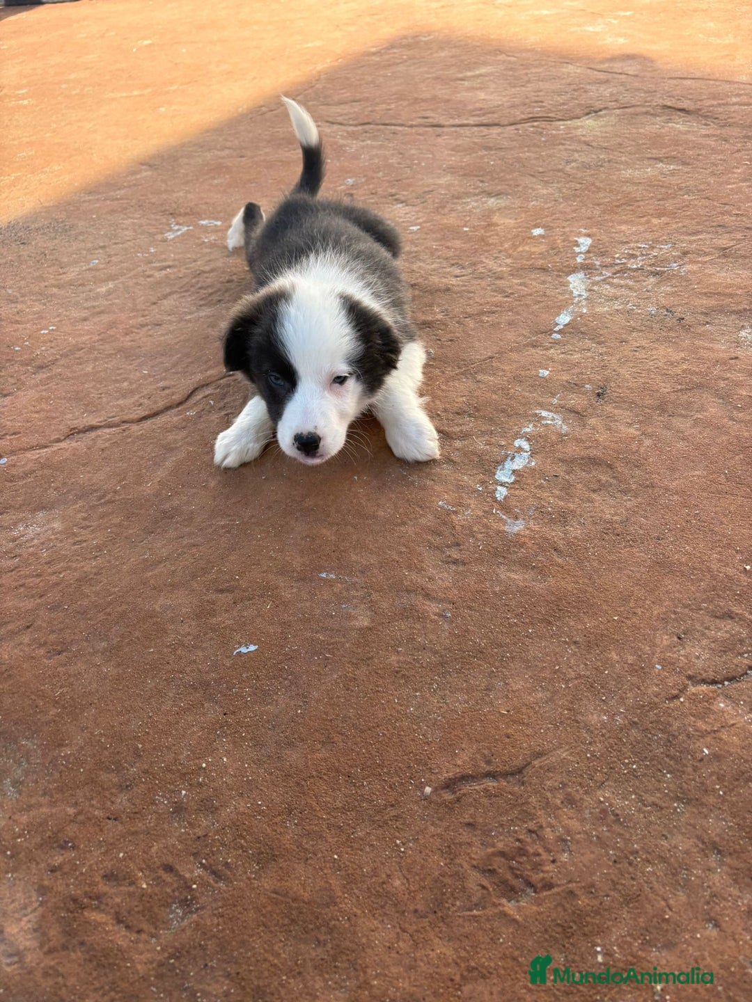 Border Collie perros en venta: Última Border collie hembra  - Anuncio 6
