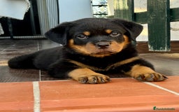 Rottweiler perros en venta: ROTTWEILER macho y hembra - Imagen 14