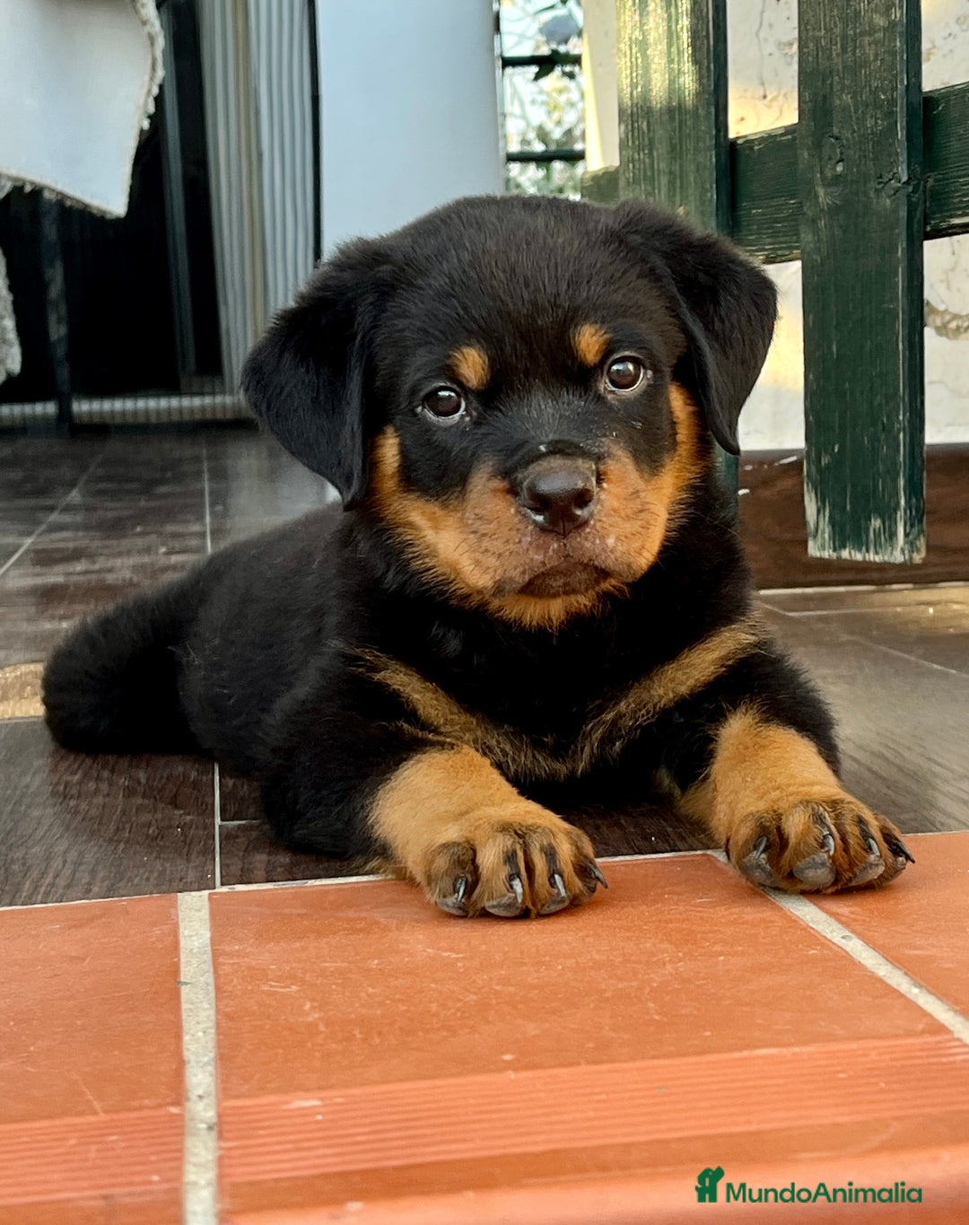 Rottweiler perros en venta: ROTTWEILER macho y hembra - Imagen 14