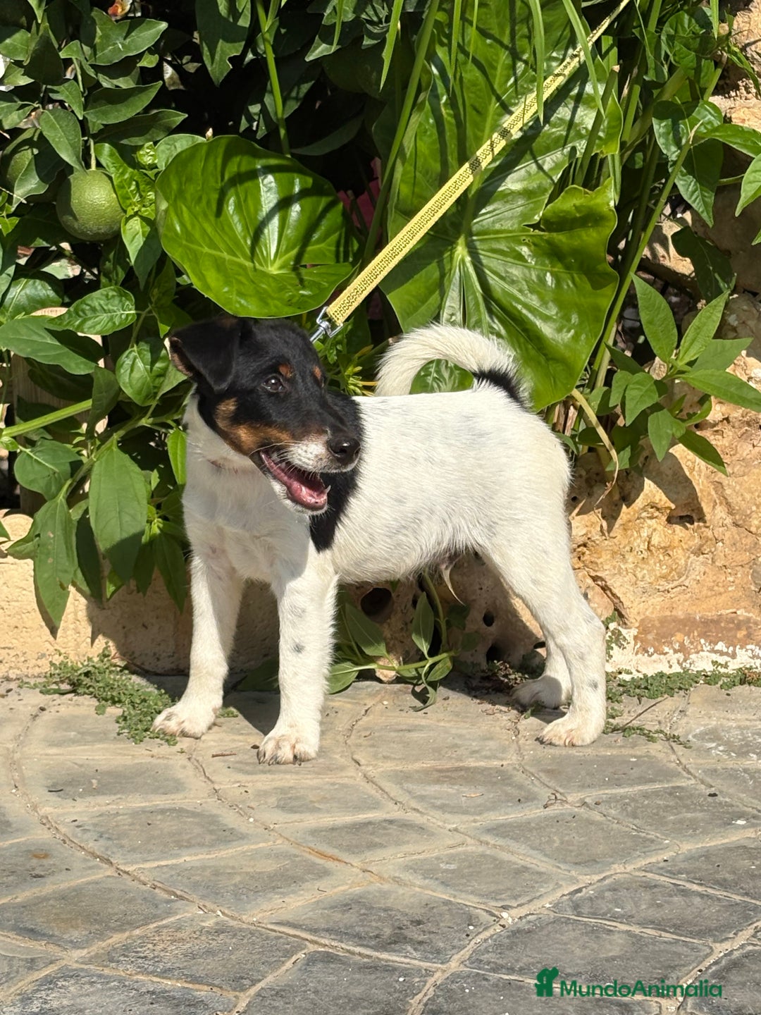 Fox Terrier de Pelo Liso perros en venta: Disponible preciosa camada fox terrier  - Imagen 8