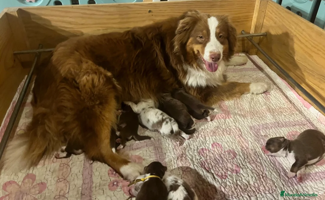 Pastor Australiano perros en venta: Maravillosa camada de Pastor australiano. - Anuncio 1