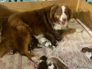 Pastor Australiano perros Maravillosa camada de Pastor australiano. - Anuncio 1