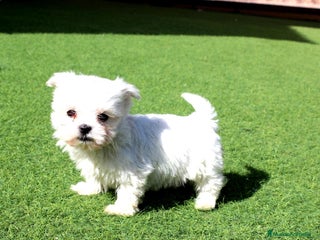 Bichón Maltés perros en Murcia - Anuncio 4