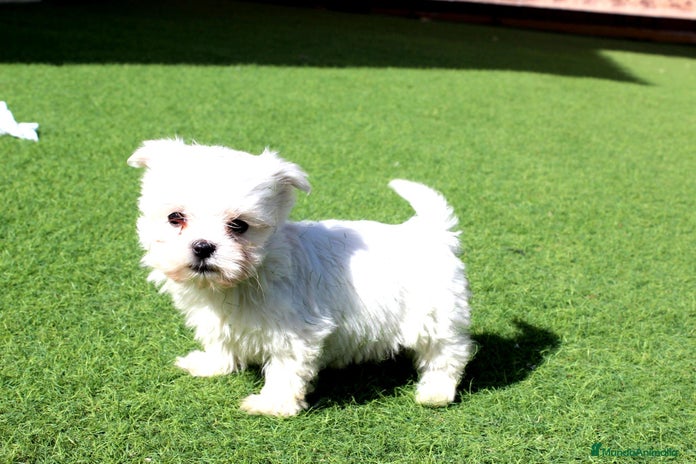 Bichón Maltés perros en Murcia - Anuncio 5