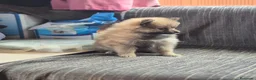 Pomerania perros en venta: Bellos cachorritos de Pomerania 🤎🐶 - Anuncio 2