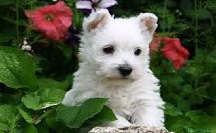 West Highland White Terrier perros - Anuncio 2