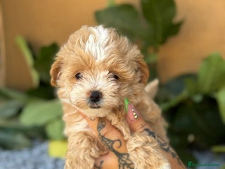 Maltipoo perros - Anuncio 19
