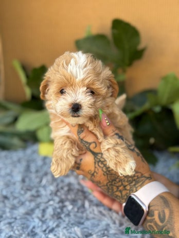 Maltipoo perros - Anuncio 11