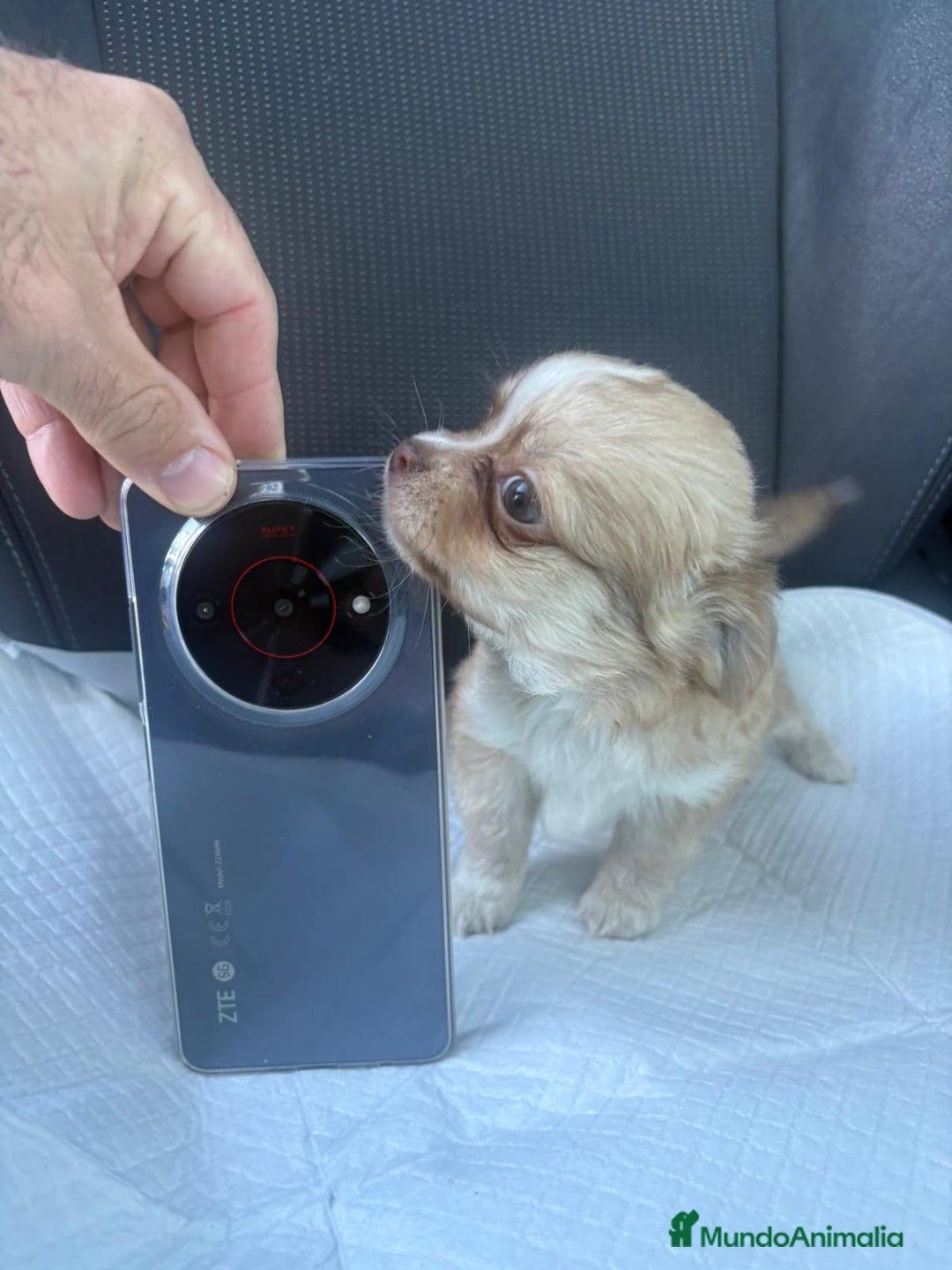 Chihuahua perros en venta: Chihuahua toy pelo largo hembra - Anuncio 4