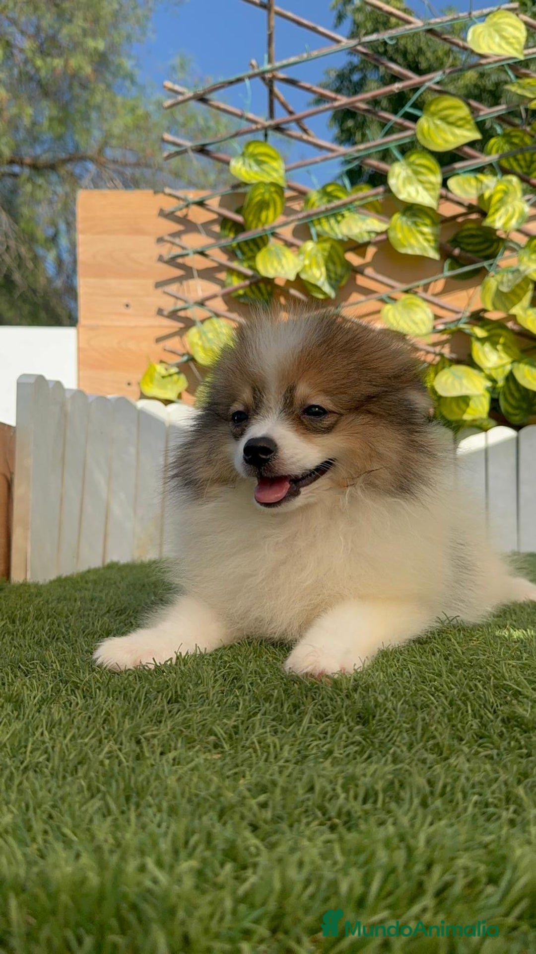 Pomerania perros en venta: POMERANIA MACHO ENVIO A TODA ESPAÑA - Imagen 23