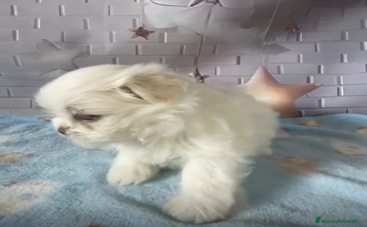 Shih Tzu perros - Anuncio 1