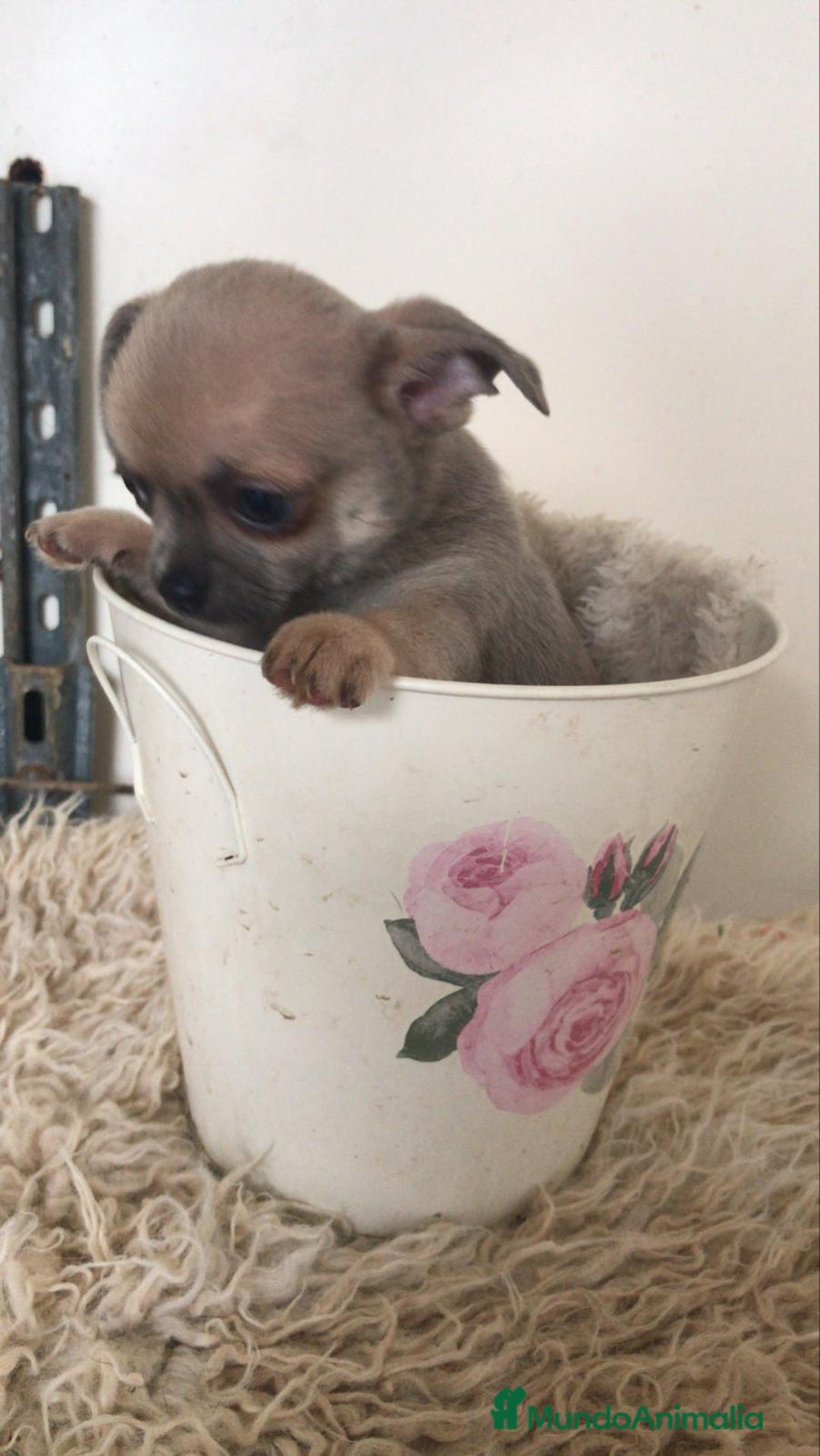 Chihuahua perros en venta: Cachorritos chihuahua  - Anuncio 2