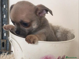 Chihuahua perros Cachorritos chihuahua - Anuncio 20