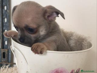 Chihuahua perros Cachorritos chihuahua - Anuncio 32