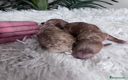 Caniche Toy perros en venta: CANICHE TOY - Imagen 24