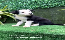 Border Collie perros en venta: BORDER COLLIE - Anuncio 23