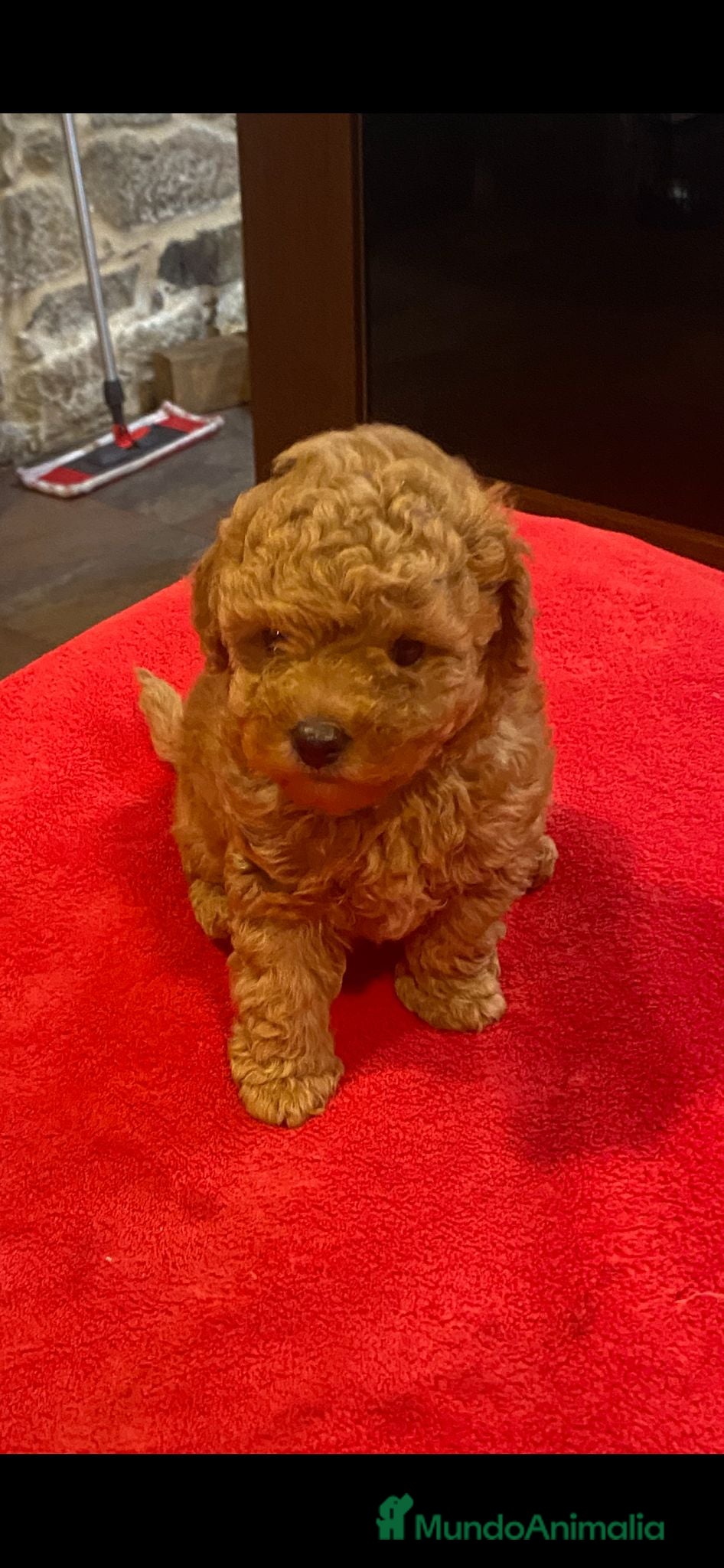 Caniche Toy perros caniche hembra  disponible - Anuncio 18